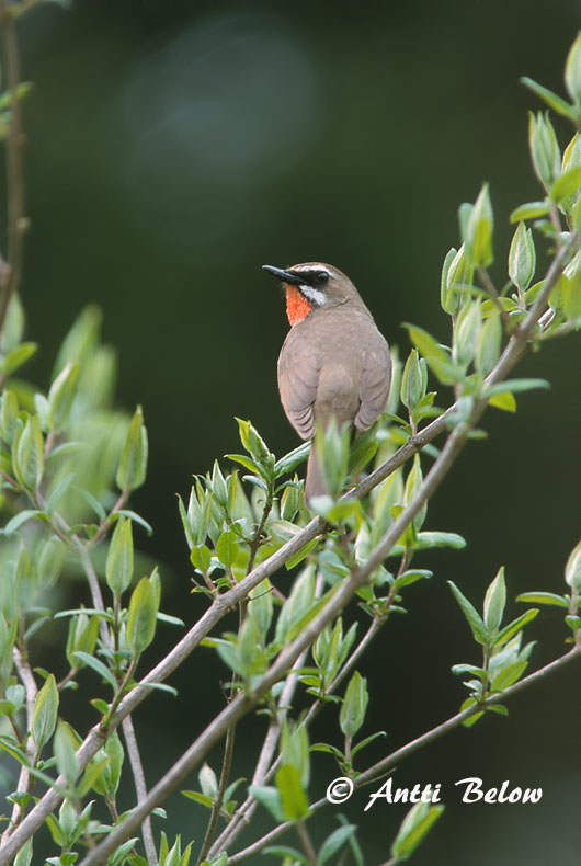 Avainsanat: Roodkeelnachtegaal Siberian Rubythroat Rubiinisatakieli Calliope sibérienne Rubinkehlchen Rubinstrupe Luscinia calliope Ruiseñor Caliope Rubinnäktergal