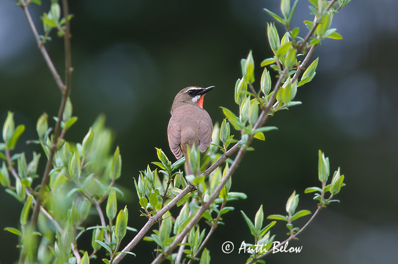 Avainsanat: Roodkeelnachtegaal Siberian Rubythroat Rubiinisatakieli Calliope sibérienne Rubinkehlchen Rubinstrupe Luscinia calliope Ruiseñor Caliope Rubinnäktergal