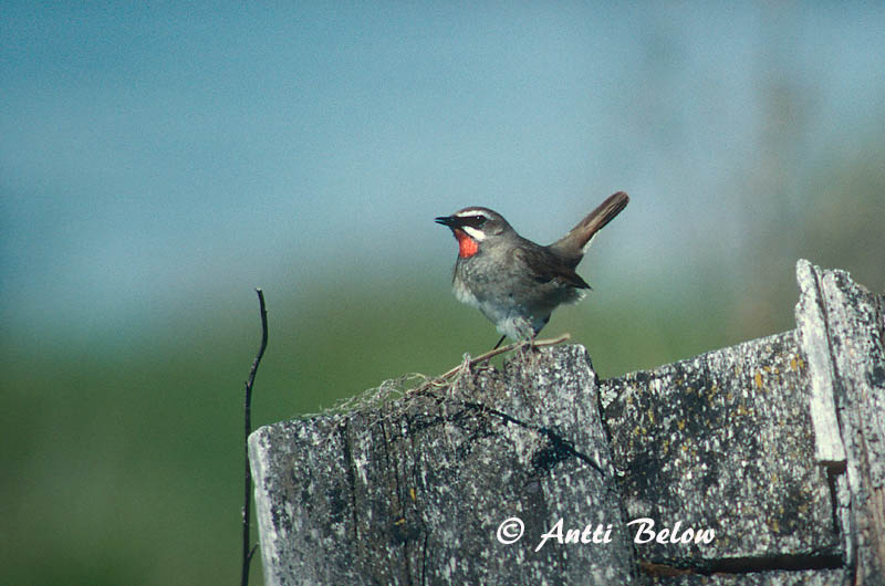 Avainsanat: Roodkeelnachtegaal Siberian Rubythroat Rubiinisatakieli Calliope sibérienne Rubinkehlchen Rubinstrupe Luscinia calliope Ruiseñor Caliope Rubinnäktergal