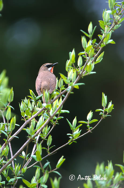 Avainsanat: Roodkeelnachtegaal Siberian Rubythroat Rubiinisatakieli Calliope sibérienne Rubinkehlchen Rubinstrupe Luscinia calliope Ruiseñor Caliope Rubinnäktergal