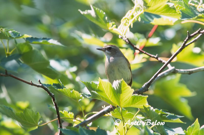 Avainsanat: Roodkeelnachtegaal Siberian Rubythroat Rubiinisatakieli Calliope sibérienne Rubinkehlchen Rubinstrupe Luscinia calliope Ruiseñor Caliope Rubinnäktergal