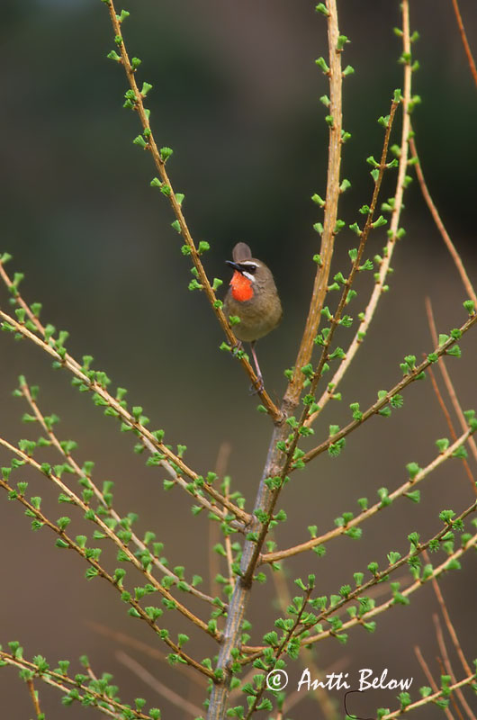 Avainsanat: Roodkeelnachtegaal Siberian Rubythroat Rubiinisatakieli Calliope sibérienne Rubinkehlchen Rubinstrupe Luscinia calliope Ruiseñor Caliope Rubinnäktergal