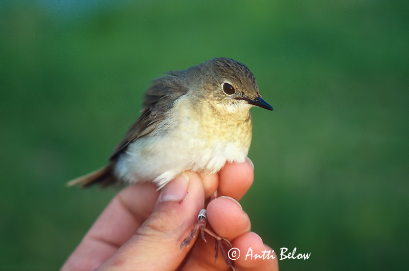 Avainsanat: Blauwe nachtegaal Siberian Blue Robin Sinisatakieli Rossignol bleu Blaunachtigall Asurnattergal Luscinia cyane