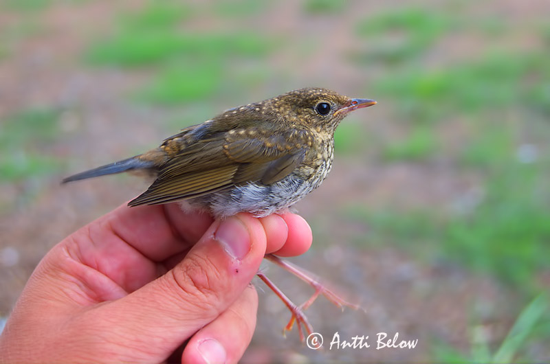 Avainsanat: Blauwe nachtegaal Siberian Blue Robin Sinisatakieli Rossignol bleu Blaunachtigall Asurnattergal Luscinia cyane