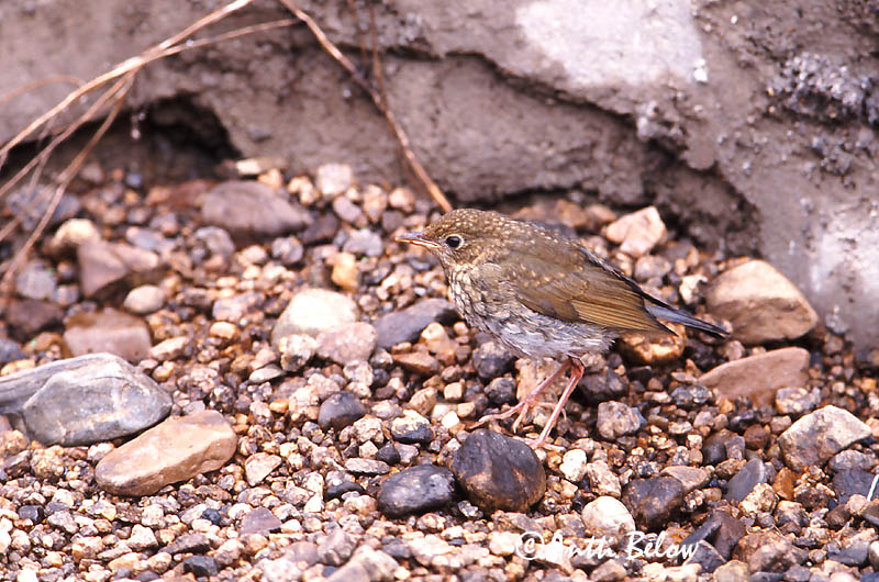 Avainsanat: Blauwe nachtegaal Siberian Blue Robin Sinisatakieli Rossignol bleu Blaunachtigall Asurnattergal Luscinia cyane