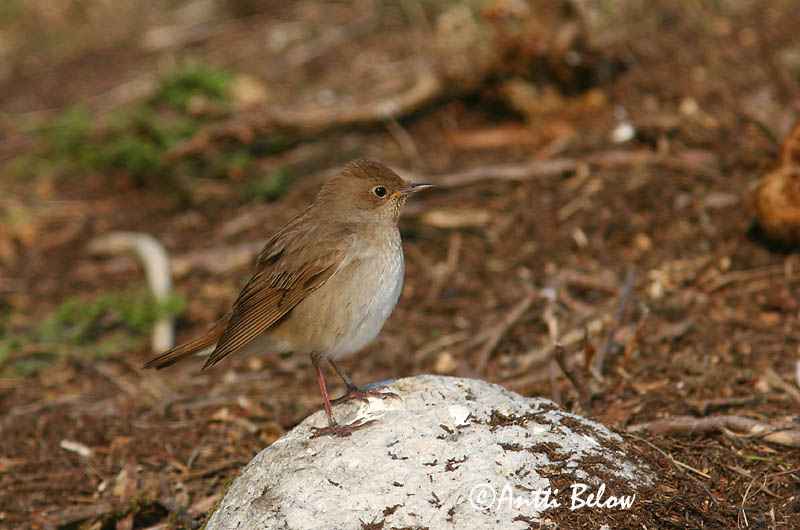 Avainsanat: Nattergal Noordse nachtegaal Thrush Nightingale Ööbik Satakieli Rossignol progné Sprosser Nagy fülemüle Húmgali Nattergal Rouxinol-russo Luscinia luscinia Ruiseñor Ruso Näktergal