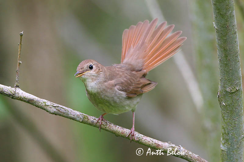 Avainsanat: Nattergal Noordse nachtegaal Thrush Nightingale Ööbik Satakieli Rossignol progné Sprosser Nagy fülemüle Húmgali Nattergal Rouxinol-russo Luscinia luscinia Ruiseñor Ruso Näktergal