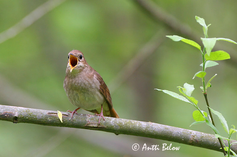 Avainsanat: Nattergal Noordse nachtegaal Thrush Nightingale Ööbik Satakieli Rossignol progné Sprosser Nagy fülemüle Húmgali Nattergal Rouxinol-russo Luscinia luscinia Ruiseñor Ruso Näktergal