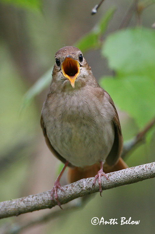 Avainsanat: Nattergal Noordse nachtegaal Thrush Nightingale Ööbik Satakieli Rossignol progné Sprosser Nagy fülemüle Húmgali Nattergal Rouxinol-russo Luscinia luscinia Ruiseñor Ruso Näktergal
