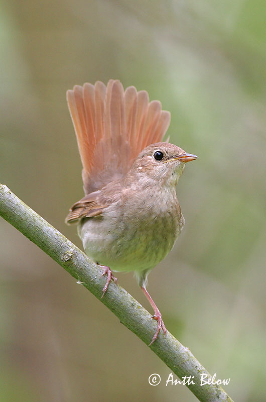 Avainsanat: Nattergal Noordse nachtegaal Thrush Nightingale Ööbik Satakieli Rossignol progné Sprosser Nagy fülemüle Húmgali Nattergal Rouxinol-russo Luscinia luscinia Ruiseñor Ruso Näktergal