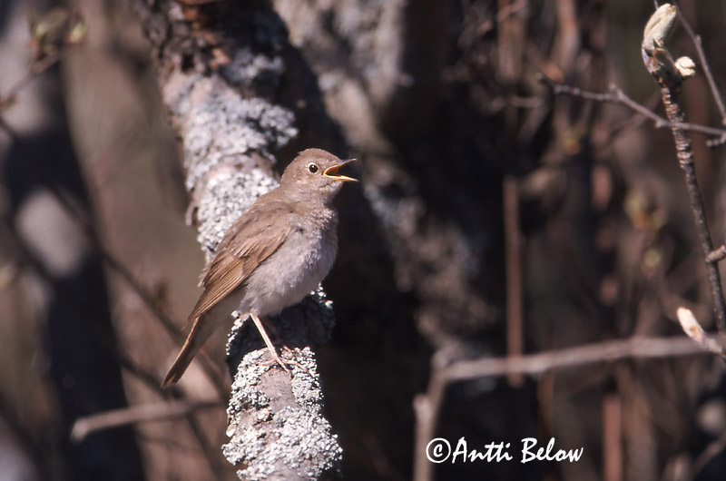Avainsanat: Nattergal Noordse nachtegaal Thrush Nightingale Ööbik Satakieli Rossignol progné Sprosser Nagy fülemüle Húmgali Nattergal Rouxinol-russo Luscinia luscinia Ruiseñor Ruso Näktergal