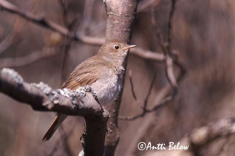 Avainsanat: Nattergal Noordse nachtegaal Thrush Nightingale Ööbik Satakieli Rossignol progné Sprosser Nagy fülemüle Húmgali Nattergal Rouxinol-russo Luscinia luscinia Ruiseñor Ruso Näktergal