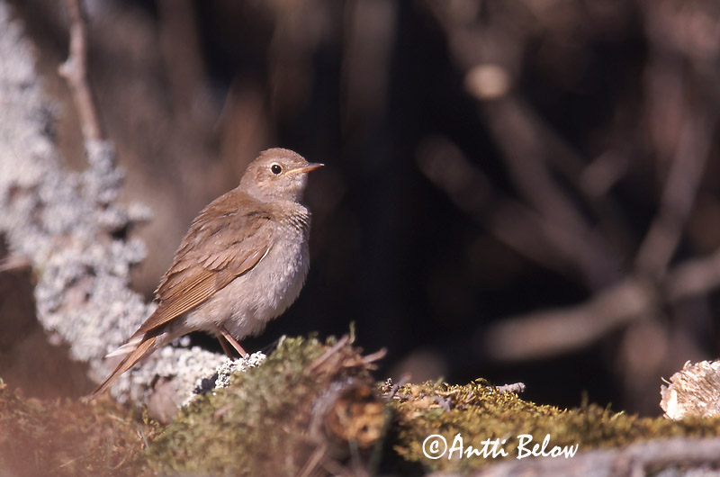 Avainsanat: Nattergal Noordse nachtegaal Thrush Nightingale Ööbik Satakieli Rossignol progné Sprosser Nagy fülemüle Húmgali Nattergal Rouxinol-russo Luscinia luscinia Ruiseñor Ruso Näktergal