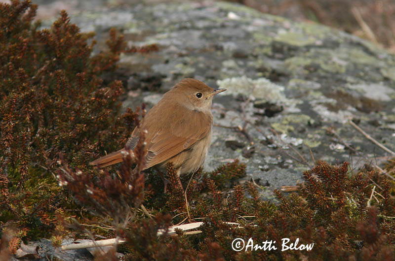 Lemland, Finland
4/2006
Avainsanat: Rossinyol Sydlig nattergal Nachtegaal Common Nightingale Lõunaööbik Etelänsatakieli Rossignol philomèle Nachtigall Fülemüle Næturgali Sørnattergal Rouxinol-comum Luscinia megarhynchos Ruiseñor Común Sydnäktergal