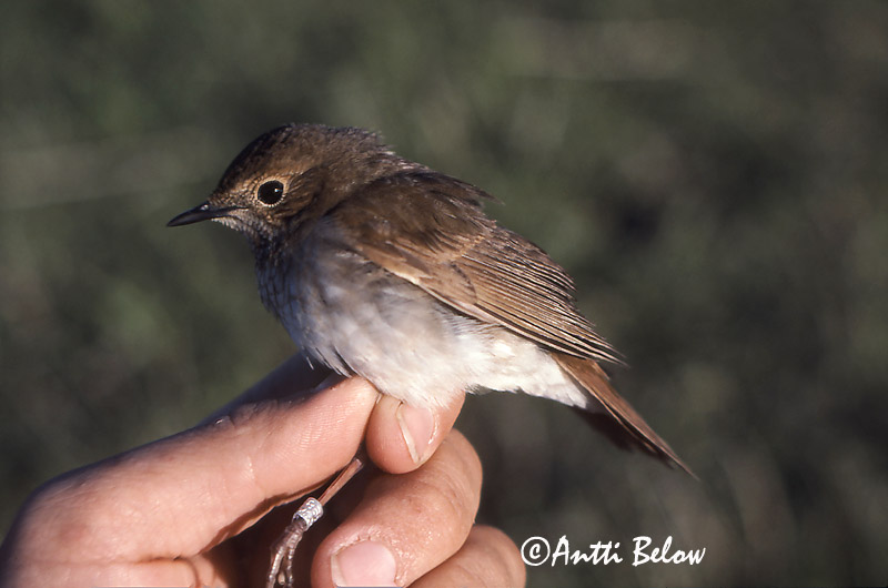 Avainsanat: Viheltäjäsatakieli Sirittäjäsatakieli Rufous-tailed Robin Rossignol siffleur Luscinia sibilans Drillnäktergal