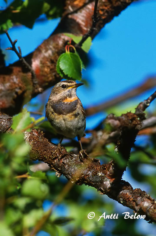 Avainsanat: Cotxa blava Blåhals Blauwborst Bluethroat Sinirind Sinirinta Gorgebleue à miroir Blaukehlchen Kékbegy Blábrystingur Blåstrupe Pisco-de-peito-azul Luscinia svecica Pechiazul Blåhake