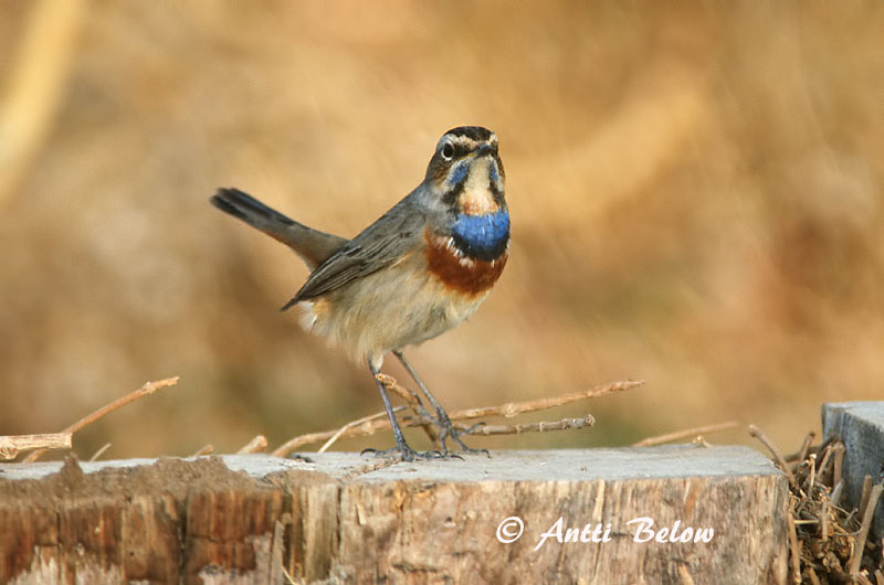 Avainsanat: Cotxa blava Blåhals Blauwborst Bluethroat Sinirind Sinirinta Gorgebleue à miroir Blaukehlchen Kékbegy Blábrystingur Blåstrupe Pisco-de-peito-azul Luscinia svecica Pechiazul Blåhake