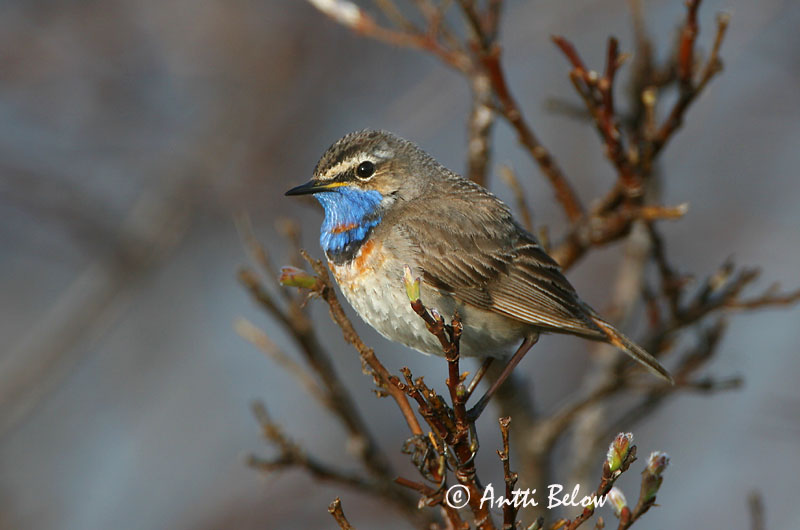 Avainsanat: Cotxa blava Blåhals Blauwborst Bluethroat Sinirind Sinirinta Gorgebleue à miroir Blaukehlchen Kékbegy Blábrystingur Blåstrupe Pisco-de-peito-azul Luscinia svecica Pechiazul Blåhake