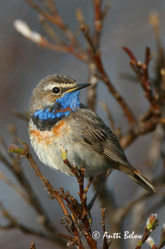 Avainsanat: Cotxa blava Blåhals Blauwborst Bluethroat Sinirind Sinirinta Gorgebleue à miroir Blaukehlchen Kékbegy Blábrystingur Blåstrupe Pisco-de-peito-azul Luscinia svecica Pechiazul Blåhake