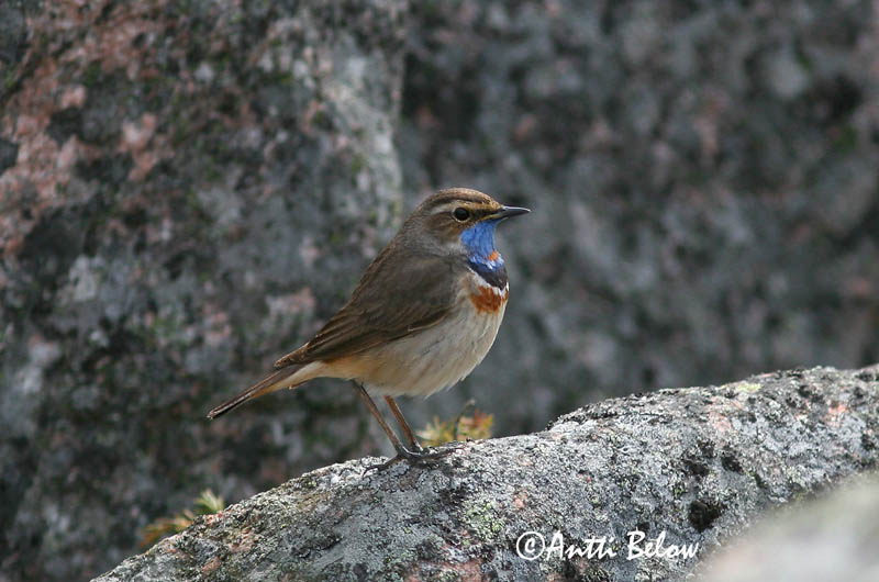 Avainsanat: Cotxa blava Blåhals Blauwborst Bluethroat Sinirind Sinirinta Gorgebleue à miroir Blaukehlchen Kékbegy Blábrystingur Blåstrupe Pisco-de-peito-azul Luscinia svecica Pechiazul Blåhake
