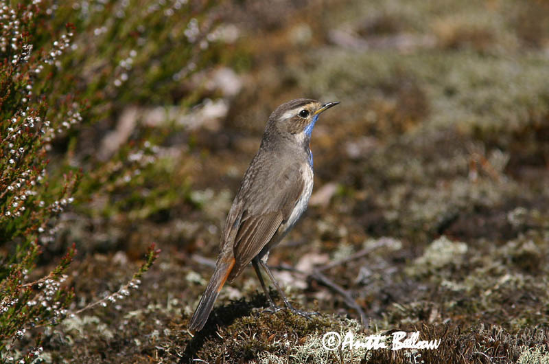 Avainsanat: Cotxa blava Blåhals Blauwborst Bluethroat Sinirind Sinirinta Gorgebleue à miroir Blaukehlchen Kékbegy Blábrystingur Blåstrupe Pisco-de-peito-azul Luscinia svecica Pechiazul Blåhake