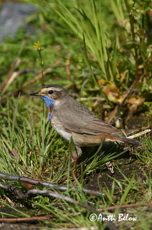 Avainsanat: Cotxa blava Blåhals Blauwborst Bluethroat Sinirind Sinirinta Gorgebleue à miroir Blaukehlchen Kékbegy Blábrystingur Blåstrupe Pisco-de-peito-azul Luscinia svecica Pechiazul Blåhake