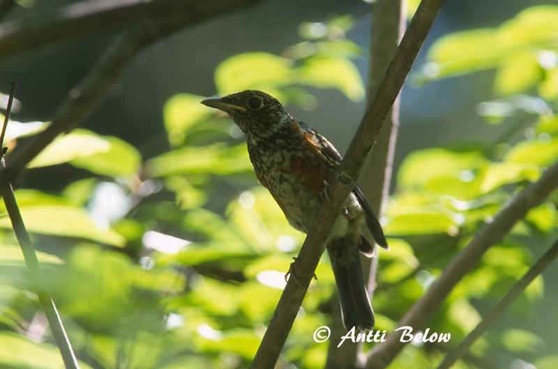 juvenile
Avainsanat: White-throated Rock Thrush Monticole à gorge blanche Monticola gularis Vitstrupig stentrast Mantsuriankivikkorastas