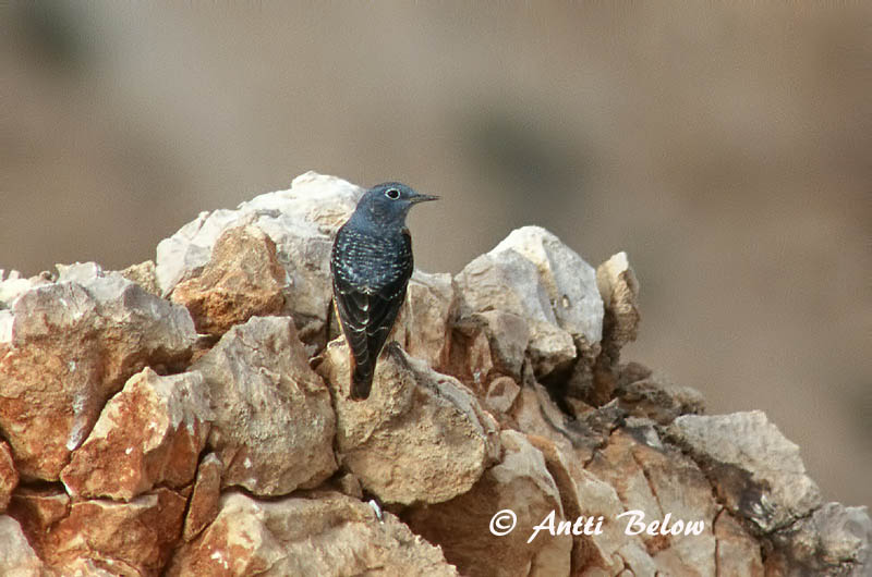 Avainsanat: Merla roquera Stendrossel Rode rotslijster Rufous-tailed Rock Thrush Kivirästas Kivikkorastas Monticole de roche Steinrötel Kövirigó Rauðþröstungur Steintrost Melro-das-rochas Monticola saxatilis Roquero Rojo Stentrast
