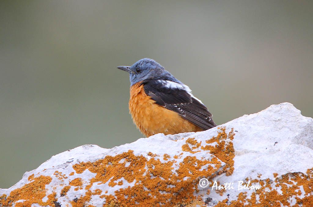 Avainsanat: Merla roquera Stendrossel Rode rotslijster Rufous-tailed Rock Thrush Kivirästas Kivikkorastas Monticole de roche Steinrötel Kövirigó Rauðþröstungur Steintrost Melro-das-rochas Monticola saxatilis Roquero Rojo Stentrast