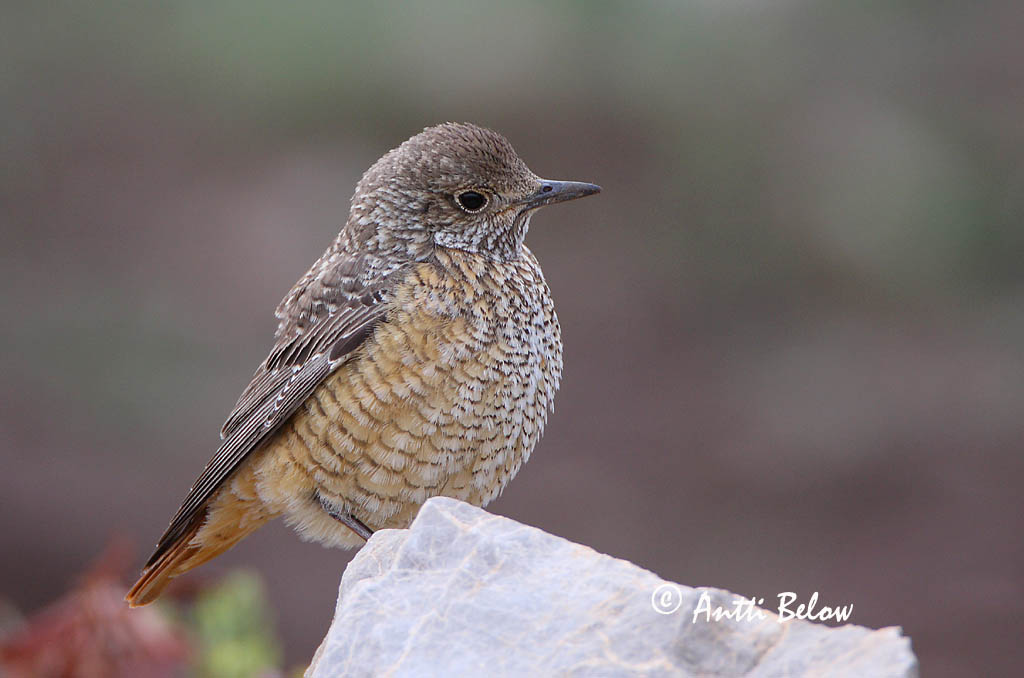 Avainsanat: Merla roquera Stendrossel Rode rotslijster Rufous-tailed Rock Thrush Kivirästas Kivikkorastas Monticole de roche Steinrötel Kövirigó Rauðþröstungur Steintrost Melro-das-rochas Monticola saxatilis Roquero Rojo Stentrast