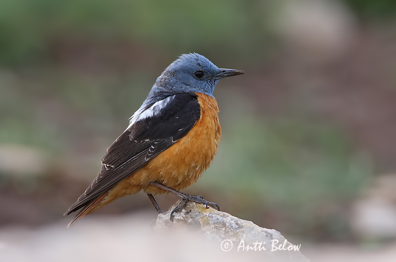 Avainsanat: Merla roquera Stendrossel Rode rotslijster Rufous-tailed Rock Thrush Kivirästas Kivikkorastas Monticole de roche Steinrötel Kövirigó Rauðþröstungur Steintrost Melro-das-rochas Monticola saxatilis Roquero Rojo Stentrast