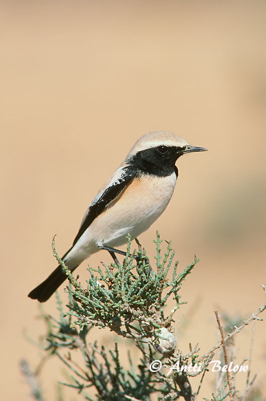 Avainsanat: Còlit del desert Ørkenstenpikker Woestijntapuit Desert Wheatear Kõrbe-kivitäks Aavikkotasku Traquet du désert Wüstensteinschmätzer Sivatagi hantmadár Auðnadepill Monachella del deserto Ørkensteinskvett Chasco-do-deserto Oenanthe deserti Collalba