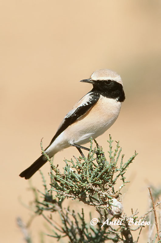 Avainsanat: Còlit del desert Ørkenstenpikker Woestijntapuit Desert Wheatear Kõrbe-kivitäks Aavikkotasku Traquet du désert Wüstensteinschmätzer Sivatagi hantmadár Auðnadepill Monachella del deserto Ørkensteinskvett Chasco-do-deserto Oenanthe deserti Collalba