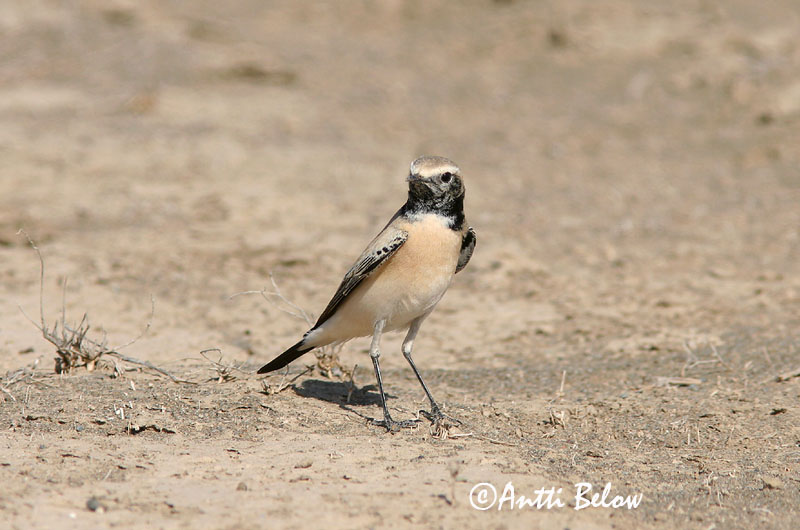 Avainsanat: Còlit del desert Ørkenstenpikker Woestijntapuit Desert Wheatear Kõrbe-kivitäks Aavikkotasku Traquet du désert Wüstensteinschmätzer Sivatagi hantmadár Auðnadepill Monachella del deserto Ørkensteinskvett Chasco-do-deserto Oenanthe deserti Collalba