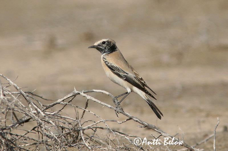 Avainsanat: Còlit del desert Ørkenstenpikker Woestijntapuit Desert Wheatear Kõrbe-kivitäks Aavikkotasku Traquet du désert Wüstensteinschmätzer Sivatagi hantmadár Auðnadepill Monachella del deserto Ørkensteinskvett Chasco-do-deserto Oenanthe deserti Collalba