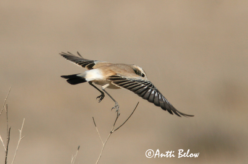 Avainsanat: Còlit del desert Ørkenstenpikker Woestijntapuit Desert Wheatear Kõrbe-kivitäks Aavikkotasku Traquet du désert Wüstensteinschmätzer Sivatagi hantmadár Auðnadepill Monachella del deserto Ørkensteinskvett Chasco-do-deserto Oenanthe deserti Collalba