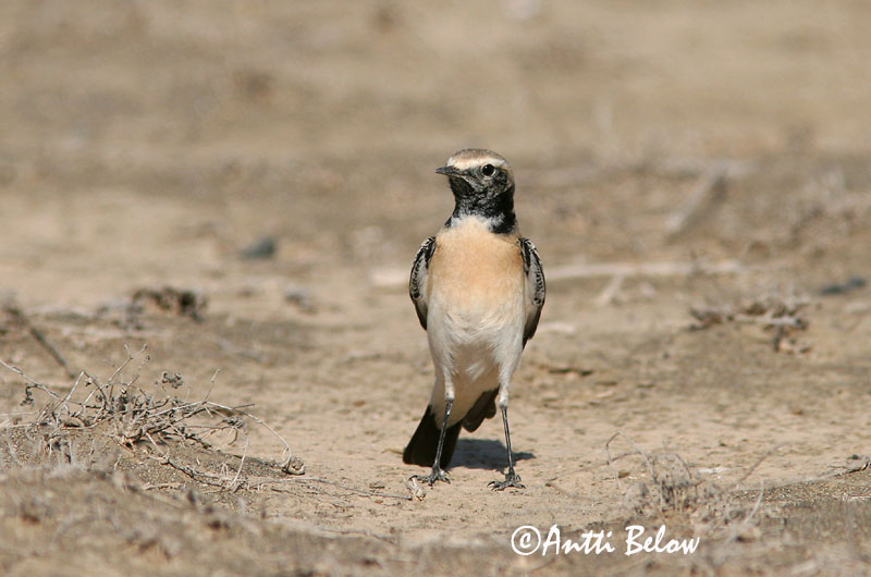 Avainsanat: Còlit del desert Ørkenstenpikker Woestijntapuit Desert Wheatear Kõrbe-kivitäks Aavikkotasku Traquet du désert Wüstensteinschmätzer Sivatagi hantmadár Auðnadepill Monachella del deserto Ørkensteinskvett Chasco-do-deserto Oenanthe deserti Collalba