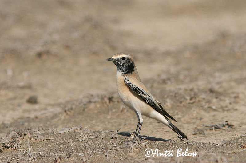 Avainsanat: Còlit del desert Ørkenstenpikker Woestijntapuit Desert Wheatear Kõrbe-kivitäks Aavikkotasku Traquet du désert Wüstensteinschmätzer Sivatagi hantmadár Auðnadepill Monachella del deserto Ørkensteinskvett Chasco-do-deserto Oenanthe deserti Collalba
