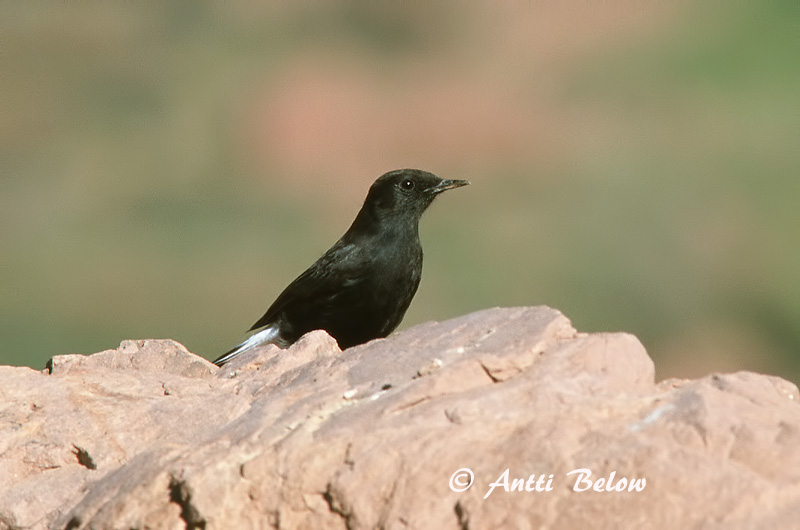 Avainsanat: Còlit tuareg Witkruintapuit White-crowned Wheatear Traquet à tête blanche Saharasteinschmätzer Monachella testabianca Hvitkronesteinskvett Oenanthe leucopyga Collalba Negra de Brehm Vitkronad stenskvätta Kalottitasku