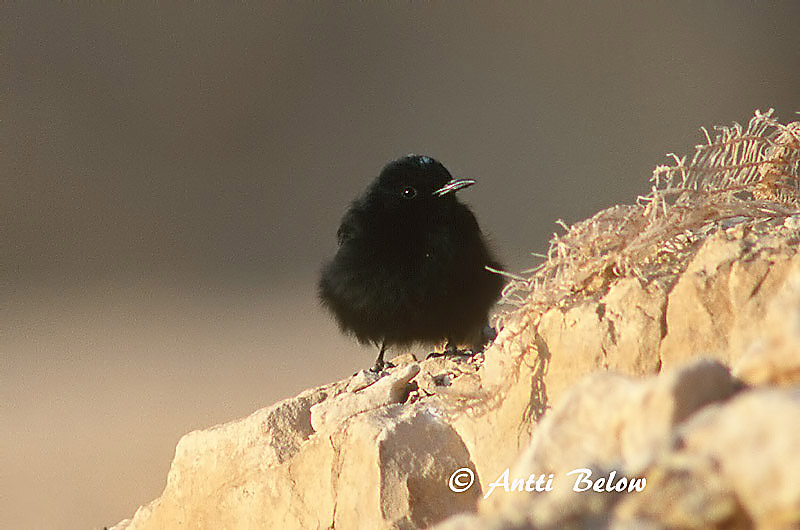Avainsanat: Còlit tuareg Witkruintapuit White-crowned Wheatear Traquet à tête blanche Saharasteinschmätzer Monachella testabianca Hvitkronesteinskvett Oenanthe leucopyga Collalba Negra de Brehm Vitkronad stenskvätta Kalottitasku