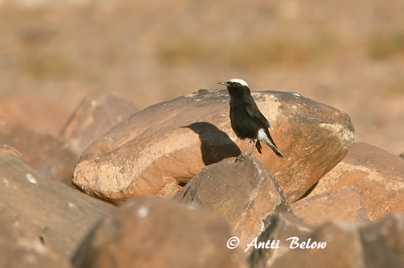 Avainsanat: Còlit tuareg Witkruintapuit White-crowned Wheatear Traquet à tête blanche Saharasteinschmätzer Monachella testabianca Hvitkronesteinskvett Oenanthe leucopyga Collalba Negra de Brehm Vitkronad stenskvätta Kalottitasku