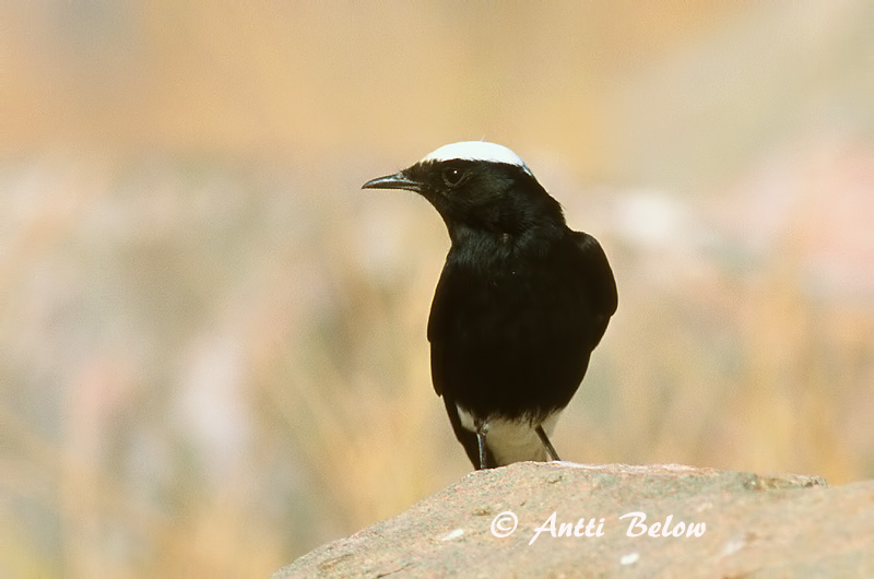 Avainsanat: Còlit tuareg Witkruintapuit White-crowned Wheatear Traquet à tête blanche Saharasteinschmätzer Monachella testabianca Hvitkronesteinskvett Oenanthe leucopyga Collalba Negra de Brehm Vitkronad stenskvätta Kalottitasku