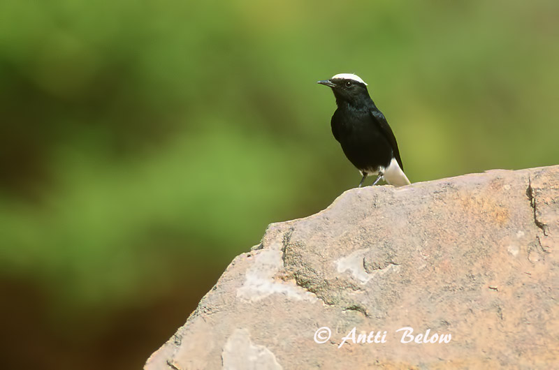 Avainsanat: Còlit tuareg Witkruintapuit White-crowned Wheatear Traquet à tête blanche Saharasteinschmätzer Monachella testabianca Hvitkronesteinskvett Oenanthe leucopyga Collalba Negra de Brehm Vitkronad stenskvätta Kalottitasku