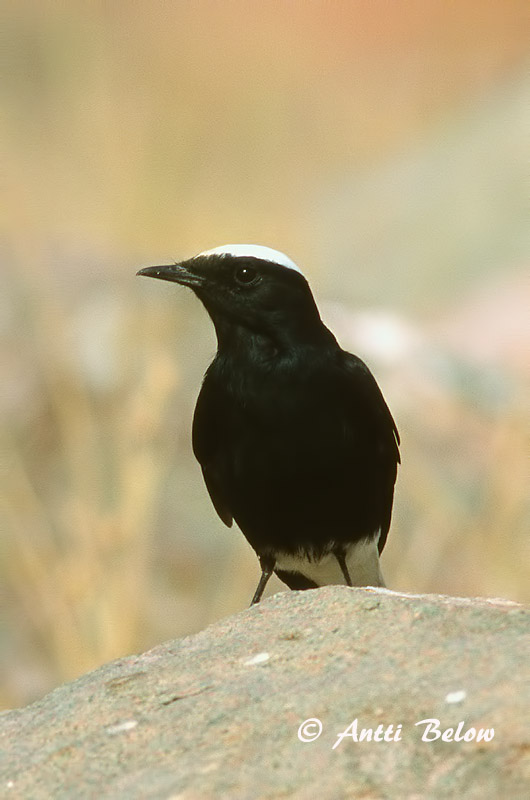 Avainsanat: Còlit tuareg Witkruintapuit White-crowned Wheatear Traquet à tête blanche Saharasteinschmätzer Monachella testabianca Hvitkronesteinskvett Oenanthe leucopyga Collalba Negra de Brehm Vitkronad stenskvätta Kalottitasku