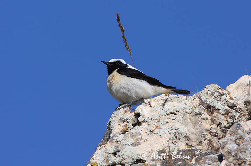 Avainsanat: Còlit ros Middelhavsstenpikker Blonde tapuit Black-eared Wheatear Rusotasku Traquet oreillard Mittelmeer-Steinschmätzer Déli hantmadár Jörfadepill Monachella Middelhavssteinskvett Chasco-ruivo Oenanthe hispanica Collalba Rubia Medelhavsstenskvätta