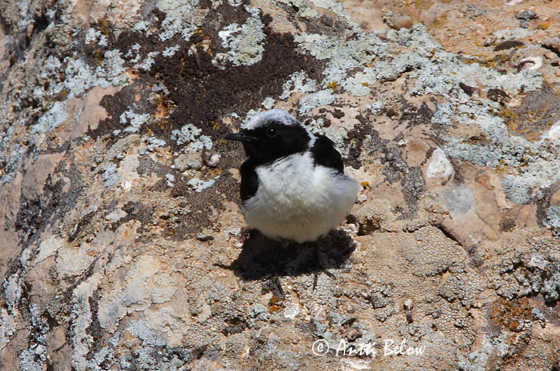 Avainsanat: Còlit ros Middelhavsstenpikker Blonde tapuit Black-eared Wheatear Rusotasku Traquet oreillard Mittelmeer-Steinschmätzer Déli hantmadár Jörfadepill Monachella Middelhavssteinskvett Chasco-ruivo Oenanthe hispanica Collalba Rubia Medelhavsstenskvätta
