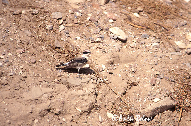 Avainsanat: Còlit ros Middelhavsstenpikker Blonde tapuit Black-eared Wheatear Rusotasku Traquet oreillard Mittelmeer-Steinschmätzer Déli hantmadár Jörfadepill Monachella Middelhavssteinskvett Chasco-ruivo Oenanthe hispanica Collalba Rubia Medelhavsstenskvätta