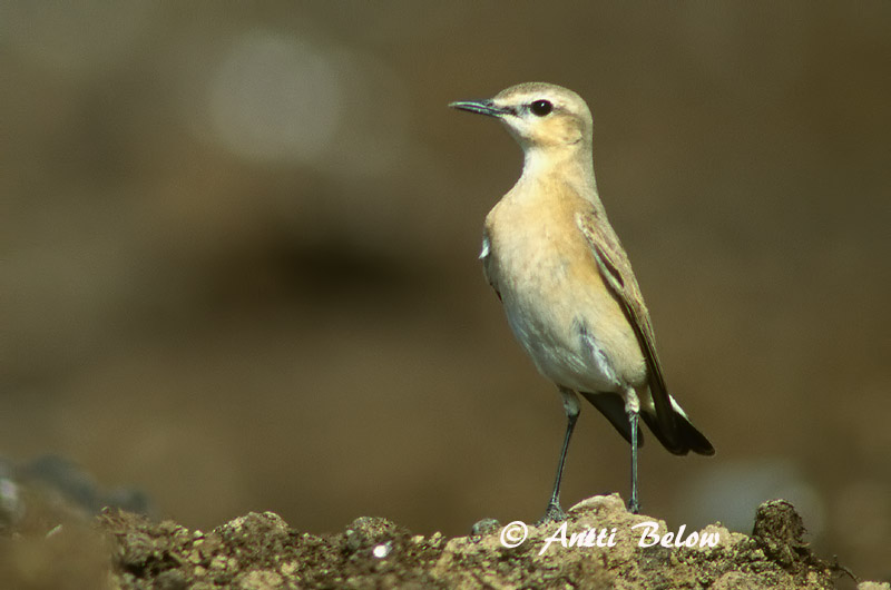 Avainsanat: Còlit pàl•lid Isabellastenpikker Isabeltapuit Isabelline Wheatear Arotasku Traquet isabelle Isabellsteinschmätzer Pusztai hantmadár Steppudepill Cubianco isabellino Isabellasteinskvett Chasco-isabel Oenanthe isabellina Collalba Isabel Isabellastensk