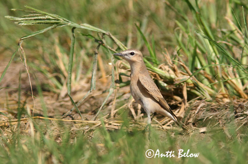 Avainsanat: Còlit pàl•lid Isabellastenpikker Isabeltapuit Isabelline Wheatear Arotasku Traquet isabelle Isabellsteinschmätzer Pusztai hantmadár Steppudepill Cubianco isabellino Isabellasteinskvett Chasco-isabel Oenanthe isabellina Collalba Isabel Isabellastensk