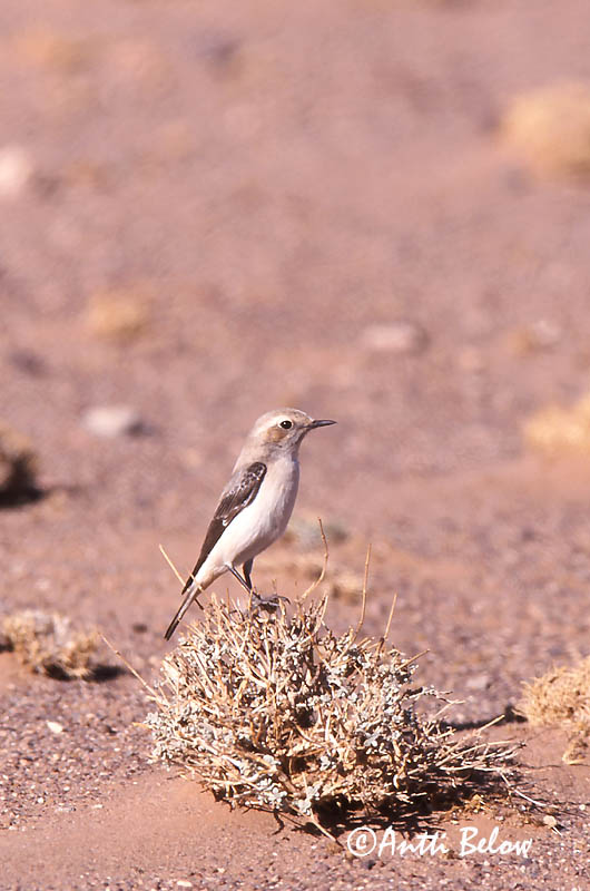 Avainsanat: Rouwtapuit Mourning Wheatear Surutasku Traquet deuil Schwarzrücken-Steinschmätzer Monachella alofila Sørgesteinskvett Oenanthe lugens Collalba Fúnebre Sorgstenskvätta